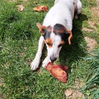 Getrocknete Schweineohren Hunde Snack Kau Ohren Bayern - Pocking Vorschau