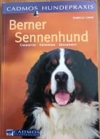 Berner Sennenhund Charakter Erziehung Gesundheit Brandenburg - Wittstock/Dosse Vorschau