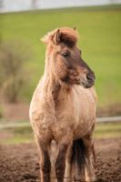 Reitbeteiligung auf meinem Islandpferd Hessen - Usingen Vorschau