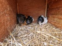 Meerschweinchen Bock Bayern - Creußen Vorschau