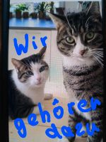 Gesucht! Haus zu mieten 3 köpfige Familie mit Haustieren Kr Nordrhein-Westfalen - Krefeld Vorschau