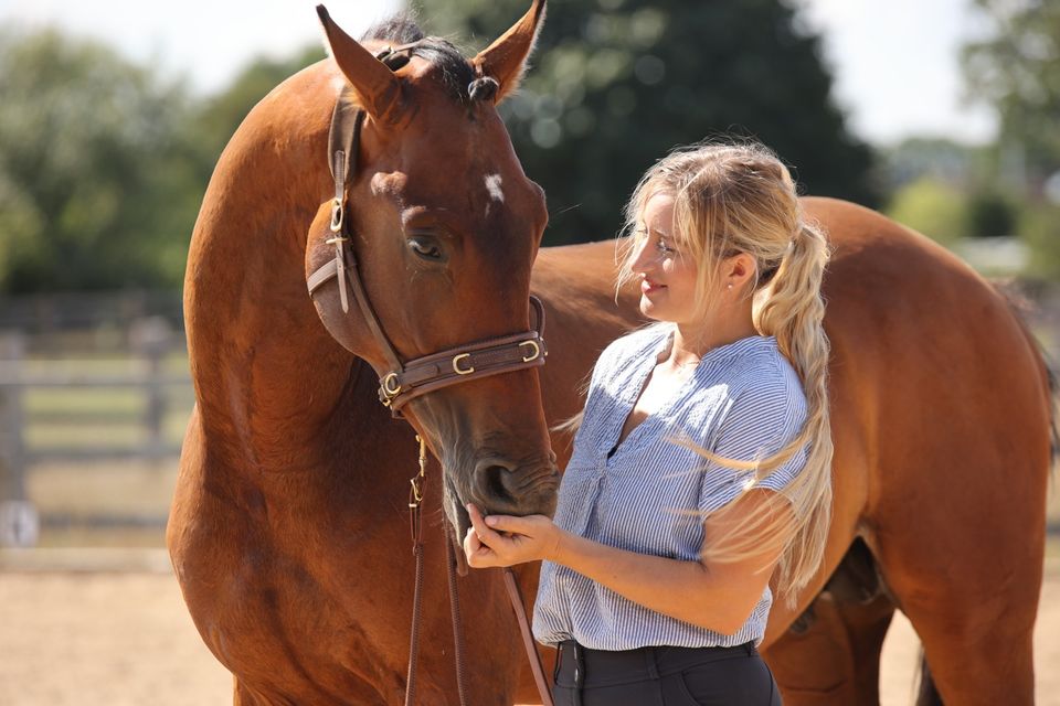 Pflegebeteiligungen für verschiedene Pferde zu vergeben in Büchen