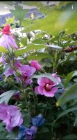 Hibiskus Garteneibisch in div. Größen + Wuchs s. Beispielbilder Eimsbüttel - Hamburg Niendorf Vorschau