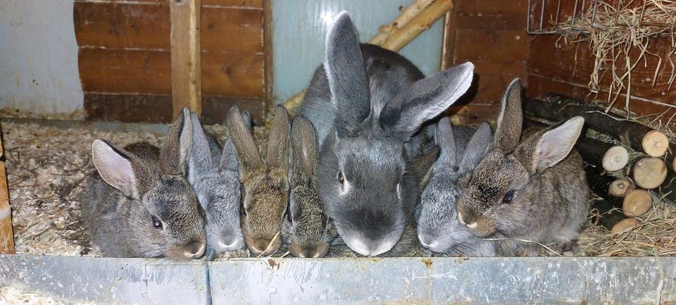 Kaninchenbabys, Stallhasen in Weinböhla