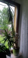 Dracaena/ Drachenbaum Pflanze Nordrhein-Westfalen - Mülheim (Ruhr) Vorschau