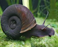 Posthornschnecken für den Teich und Aquarium Baden-Württemberg - Bad Schussenried Vorschau