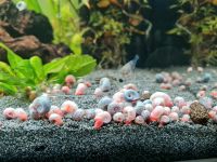 Posthornschnecken PHS 0,50€ Aquarium Bochum - Bochum-Ost Vorschau