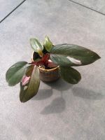 Philodendron pink princess Baby Pflanze Essen-West - Frohnhausen Vorschau