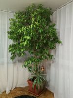 Ficus Benjamini groß - gepflegt und in harmonischer Form gehalten Baden-Württemberg - Rastatt Vorschau