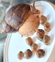 Achatina maginata ovum Niedersachsen - Moringen Vorschau