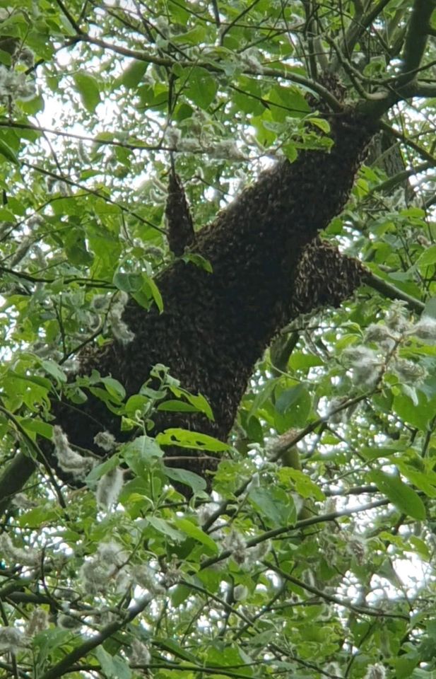 Bienenschwarm, Bienen, Schwarm in Heinsberg