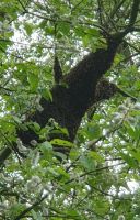 Bienenschwarm, Bienen, Schwarm Nordrhein-Westfalen - Heinsberg Vorschau