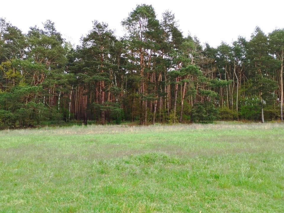 Außergwöhnlicher Baugrund in Ruhe – und Waldrandlage Nahe Mellensee in Am Mellensee