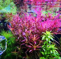 Rotala Blood Red Sachsen-Anhalt - Bitterfeld Vorschau