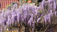 Wisteria Samen von meinem Gewächs Baden-Württemberg - Bad Schönborn Vorschau