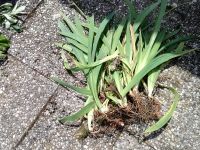 Rhizome von Schwertlilie zu verkaufen! Bayern - Burgbernheim Vorschau