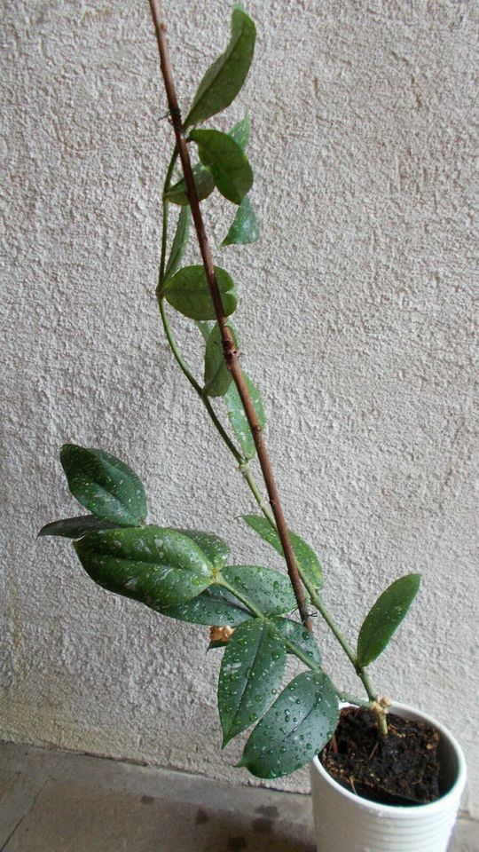 hoya lobbii lobi seidenblume wachsblume zimmerpflanze 53 cm in Frickingen