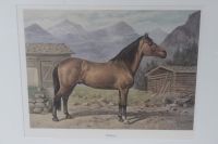 Pferdebild Lithographie? O. Eerelman/Schoenbeck gerahmt Haflinger Nordrhein-Westfalen - Siegburg Vorschau