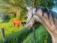 Resthof oder Haus mit Weideland gesucht Kreis Pinneberg - Barmstedt Vorschau