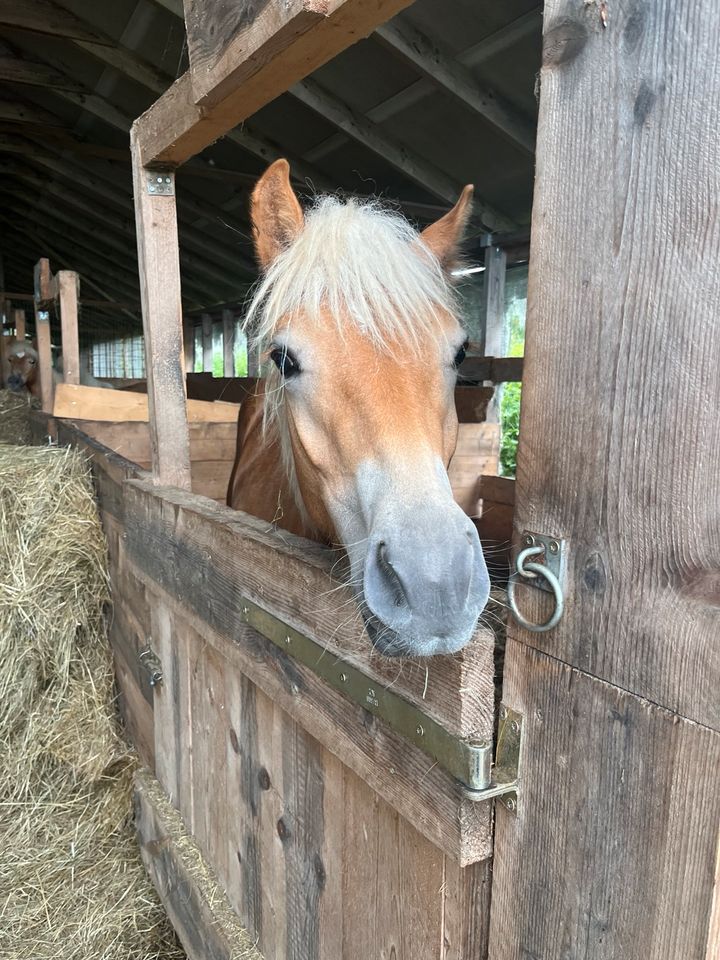 Haflinger Hengstjährling in Hirzenhain