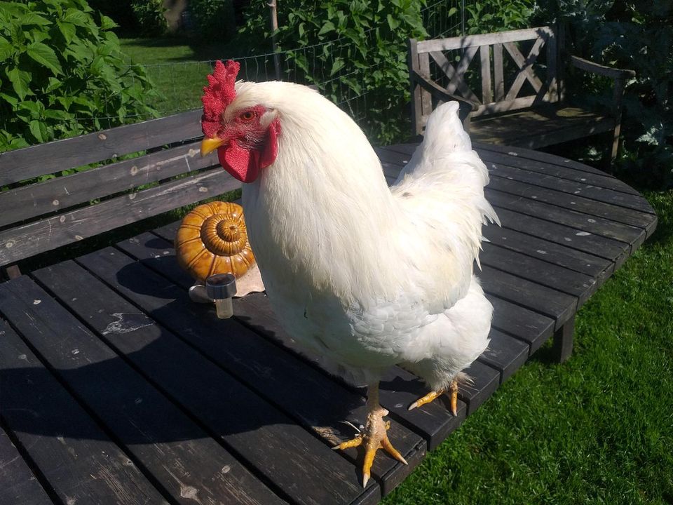 Hahn Hühner Gickerl sucht neue Hühnermädels in Simbach