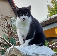 KATER PURZEL aus TAUCHA GESUCHT Sachsen - Taucha Vorschau