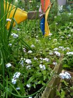 Vergissmeinnicht Garten Pflanzen Baden-Württemberg - Schwäbisch Gmünd Vorschau