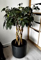 Zwerg-Schefflera (Strahlenaralie) – inkl. 28 cm Topf Hessen - Offenbach Vorschau