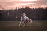 Pony sucht Pflegebeteiligung Niedersachsen - Thedinghausen Vorschau