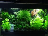 Aquarium 80 Pflanzen (50 Wasserpflanzen+30 Schwimmpflanzen) Rheinland-Pfalz - Niederroßbach Vorschau