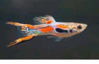 10zu5€ Aquarium Fische Enderguppys Schwerträger Nordrhein-Westfalen - Krefeld Vorschau