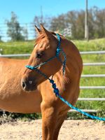 Quarter Horse Wallach Red Dun Thüringen - Wünschendorf Vorschau