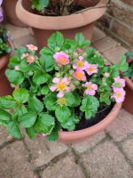 Ziererdbeere Fragaria vesca Red Ruby pink Niedersachsen - Hemmoor Vorschau