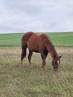 PAINT HORSE STUTE Geb. 06.05. 22  Westernpferd Quarter Horse Sachsen - Neukirchen/Erzgeb Vorschau