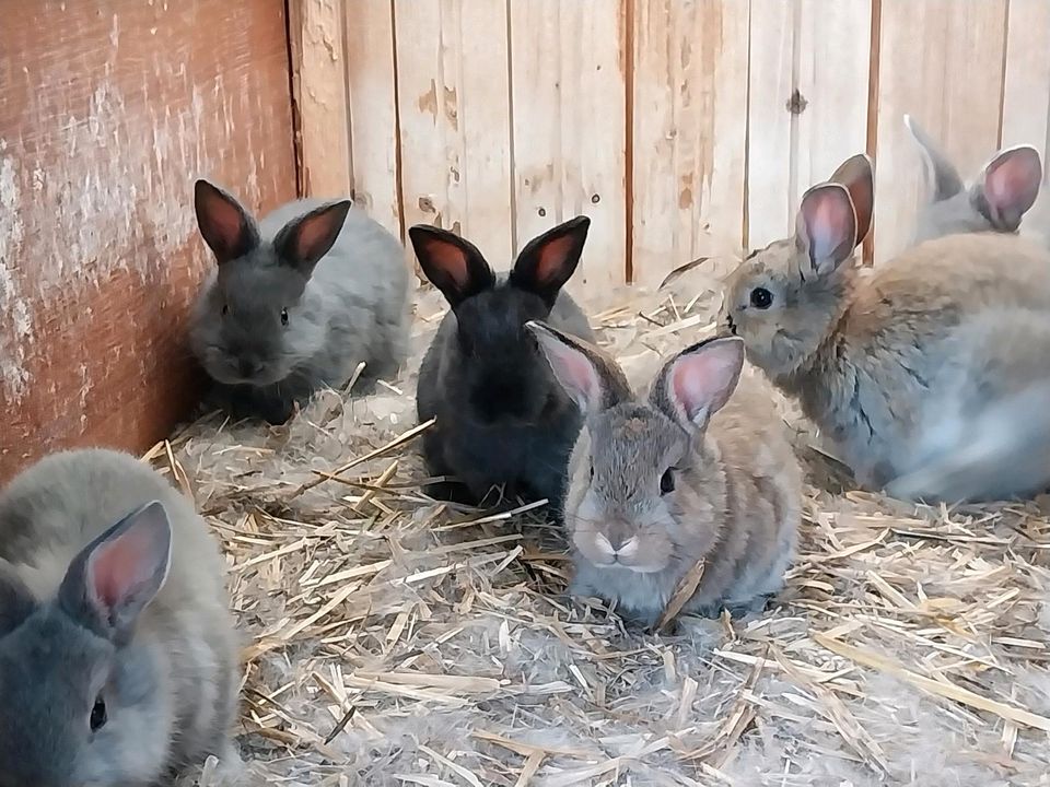 Kaninchen blaue Wiener Kreuzungen in Steinau
