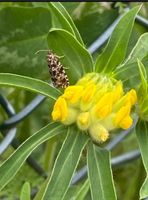 30 Samen Gemeiner Wundklee, Wildblume Insekten Biene Natur Garten Bayern - Baldham Vorschau