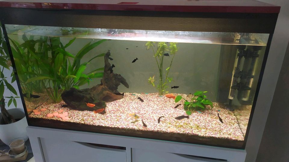 Aquarium, 100l, komplett mit Fische und Zubehör in Hagen