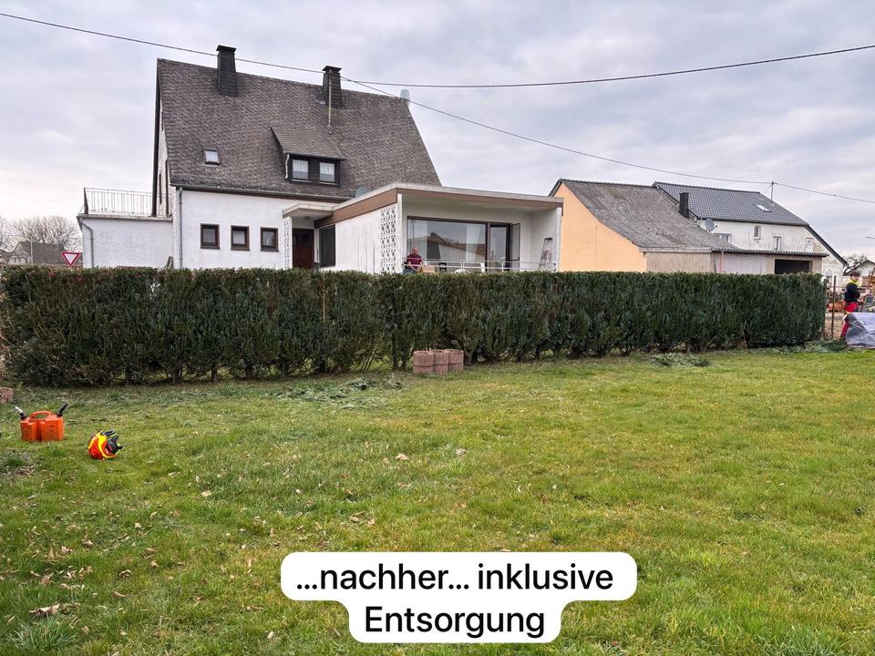 Baumfällarbeiten Heckenschnitt Baumpflege Mulcharbeiten in Orsfeld