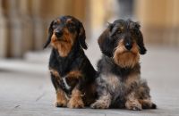 Hundefotoshooting Ludwigsvorstadt-Isarvorstadt - Isarvorstadt Vorschau