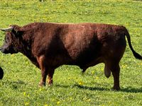 Dexter Zuchtstier, Bio, Mini Kühe Bayern - Durach Vorschau