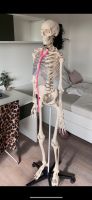 Skelett Anatomie Altona - Hamburg Ottensen Vorschau