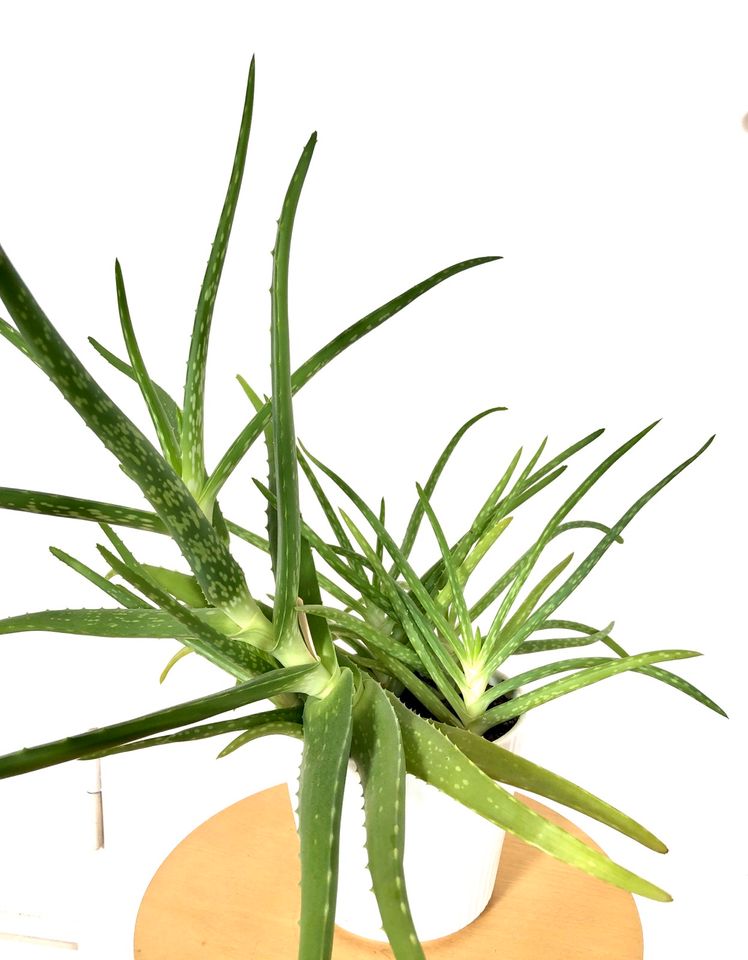 Aloe Vera mit weiß geriffeltem Topf in Köln