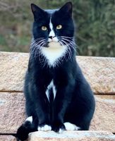 Katze in Altenmarkt (LK Traunstein) vermisst! Bayern - Altenmarkt Vorschau