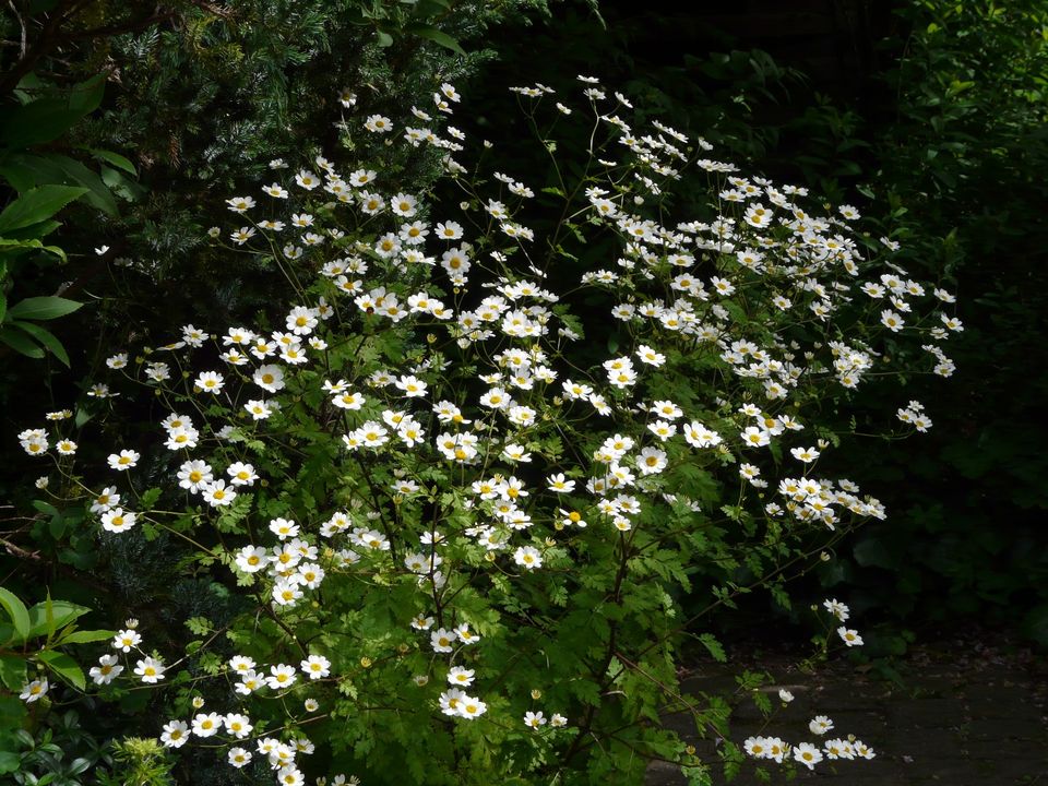 Akelei, Blumenstauden, Stauden, Blühstauden in Eggebek