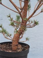 GUTER ROHLING FÜR BONSAI SILBERKIEFER PINUS SYLVESTRIS WATERII Dresden - Striesen-Süd Vorschau