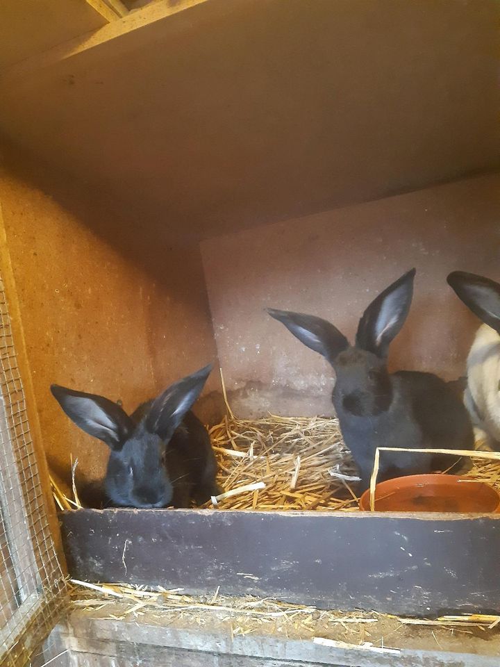 Deutsche Riesen Kaninchen Hasen in Göttingen