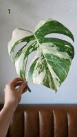 Monstera Variegata Ableger Steckling Leipzig - Schönefeld-Abtnaundorf Vorschau