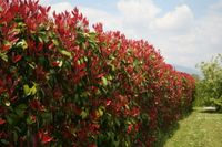 Glanzmispel Photinia Fraseri Red Robin Heckenpflanze Baden-Württemberg - Altlußheim Vorschau