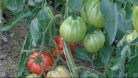 Ochsenherz Tomatenpflanzen Fleischtomaten Baden-Württemberg - Hügelsheim Vorschau
