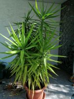 Yucca Palme Bayern - Herzogenaurach Vorschau